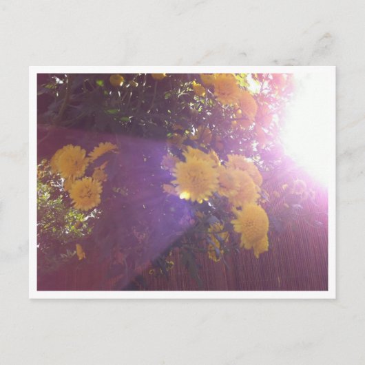 Blume und Licht Postkarte (Vorderseite)