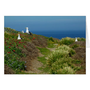 Blume und Möwen auf Anacapa Island