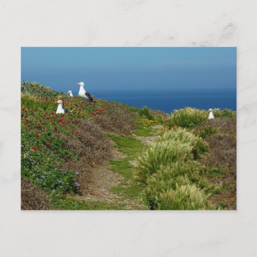 Blume und Möwen auf Anacapa Island Postkarte (Vorderseite)