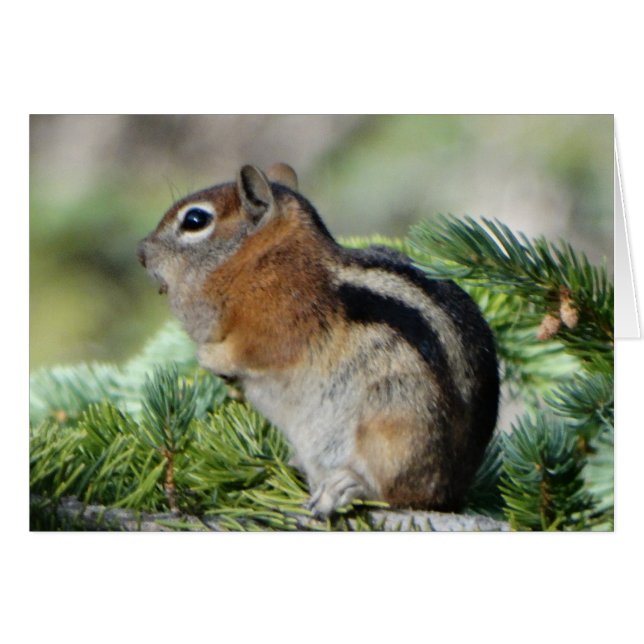 Blume und niedlicher Chipmunk (Vorderseite (Horizontal))