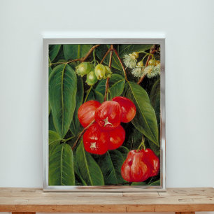 Blume und Obst der Jamboa Boll Poster