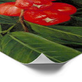 Blume und Obst der Jamboa Boll Poster (Ecke)