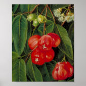 Blume und Obst der Jamboa Boll Poster (Vorne)