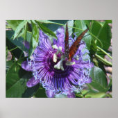 Blume und Schmetterling Poster (Vorne)