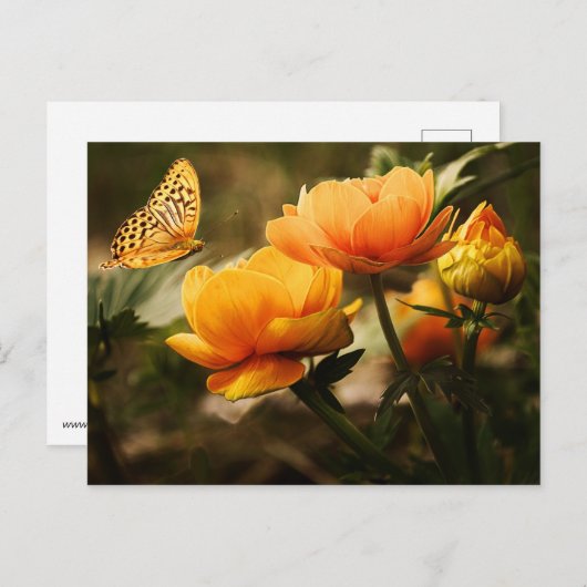 Blume und Schmetterling Postkarte (Vorne/Hinten)