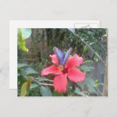 Blume und Schmetterlinge in der Franche Comte Postkarte (Vorne/Hinten)