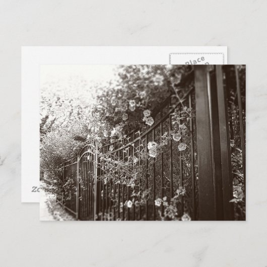 Blume und Schmiedeeiserzaun, Tilt Shift, B&W Postkarte (Vorne/Hinten)