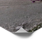 Blume und Tre Cime Poster (Ecke)
