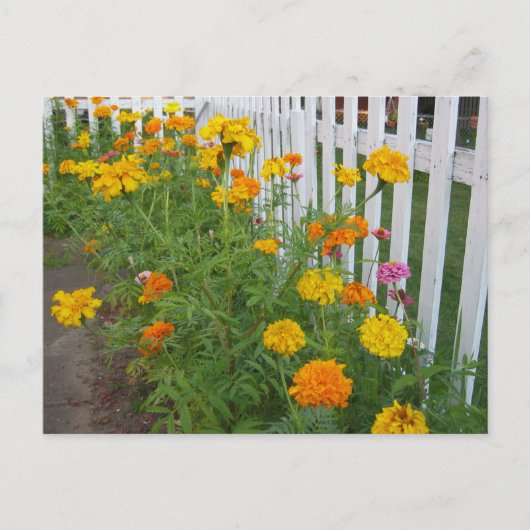 Blume und Zaun Postkarte (Vorderseite)