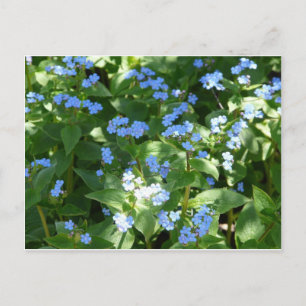 Blume, vergiss-me-not postkarte