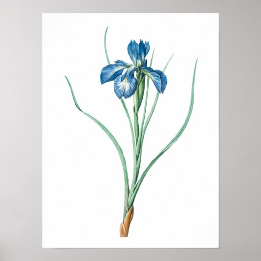 Blume Vintag Garden | Dunkle Lila Iris Poster (Vorne)