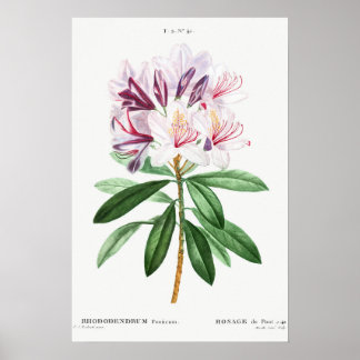 Blume Vintage botanische Kunst Poster