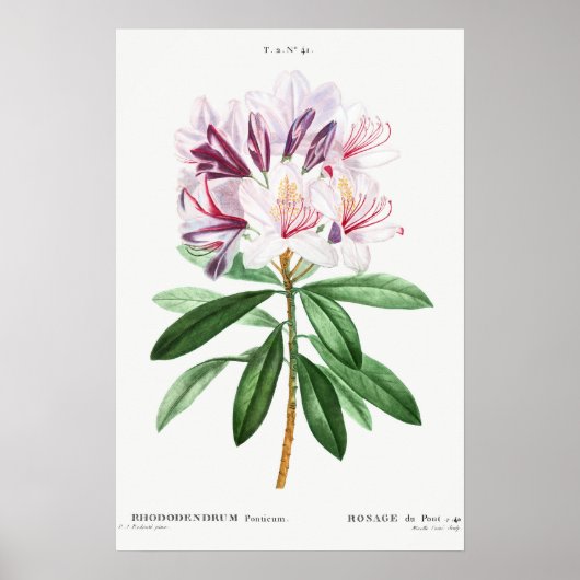 Blume Vintage botanische Kunst Poster (Vorne)