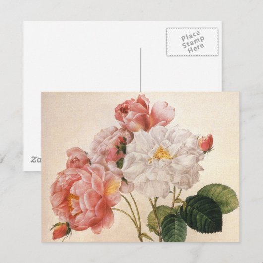 Blume Vintage Rose Postkarte (Vorne/Hinten)