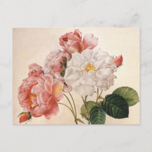 Blume Vintage Rose Postkarte (Vorderseite)