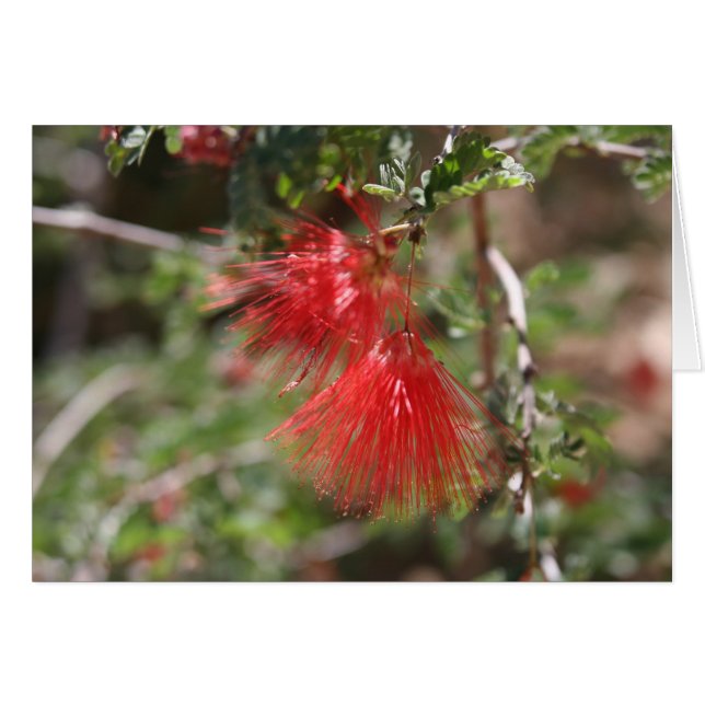 Blume von Arizona (Vorderseite (Horizontal))