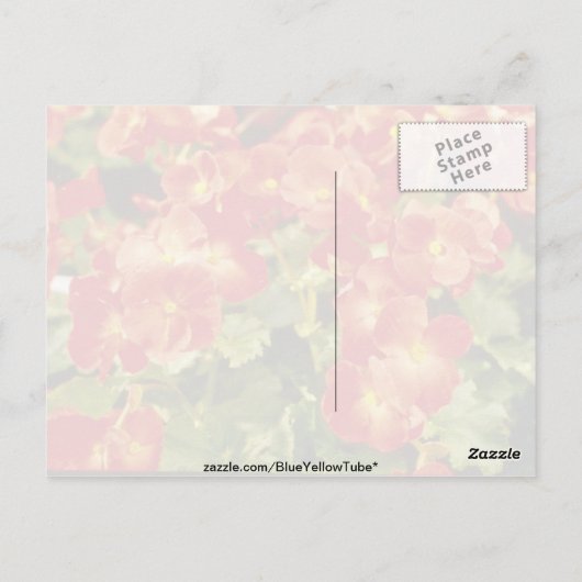 Blume von Begonia x Rex Cultorum (Rex Begonia) Postkarte (Rückseite)