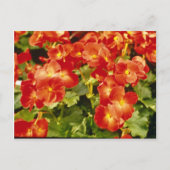 Blume von Begonia x Rex Cultorum (Rex Begonia) Postkarte (Vorderseite)