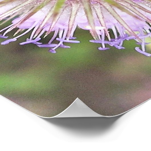 BLUME VON BIE UND TEASEL POSTER (Ecke)