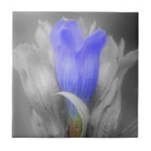 Blume von blauen Andern in Schwarz und Weiß Fliese (Vorderseite)