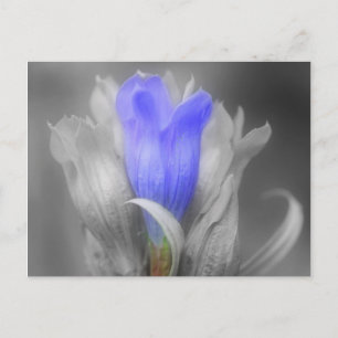 Blume von blauen Andern in Schwarz und Weiß Postkarte