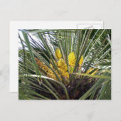 Blume von Duftgelbpalmen Postkarte (Vorne/Hinten)