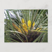 Blume von Duftgelbpalmen Postkarte (Vorderseite)