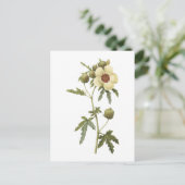 Blume-von-einstunde (Hibiskus trionum) durch Postkarte (Stehend Vorderseite)