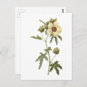 Blume-von-einstunde (Hibiskus trionum) durch Postkarte (Vorne/Hinten)