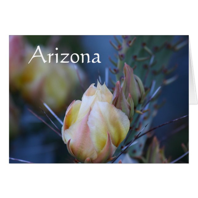 Blume von Elfenbeinkaktus, Arizona (Vorderseite (Horizontal))