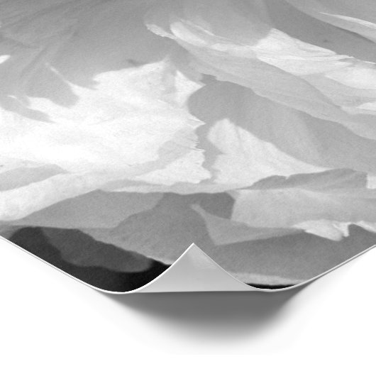 Blume von Erdnüssen in Schwarz und Weiß Poster (Ecke)