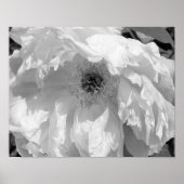 Blume von Erdnüssen in Schwarz und Weiß Poster (Vorne)