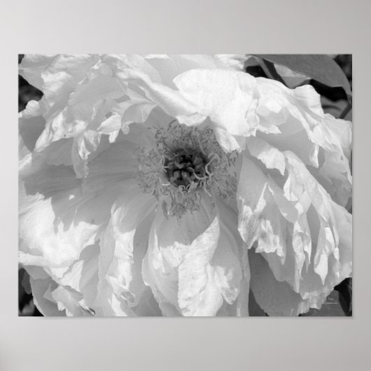 Blume von Erdnüssen in Schwarz und Weiß Poster (Vorne)