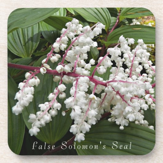 Blume von False Solomon im Siegel Getränkeuntersetzer (Vorderseite)