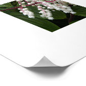 Blume von False Solomon im Siegel Poster (Ecke)