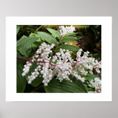 Blume von False Solomon im Siegel Poster (Vorne)