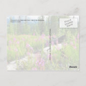 Blume von Feueralgen im Matanuska-Tal, Alaska Postkarte (Rückseite)