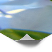 Blume von Fine Art Floral Blue Hydrangea Poster (Ecke)