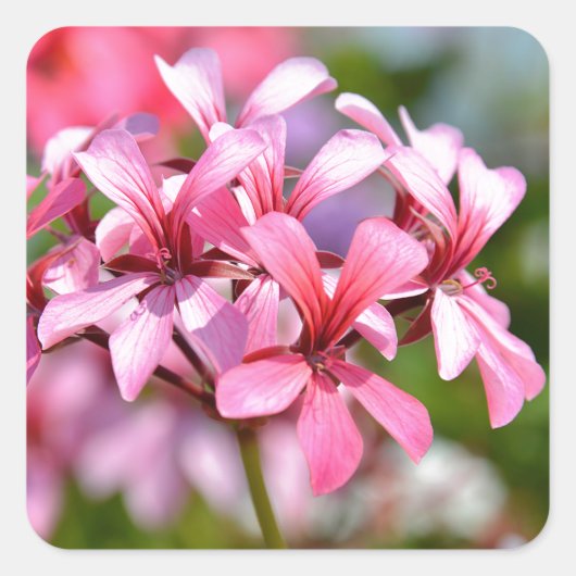 Blume von Geranern schließen Quadratischer Aufkleber (Vorderseite)