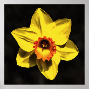 Blume von Graugelb-affodil Poster