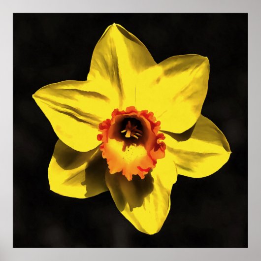 Blume von Graugelb-affodil Poster (Vorne)
