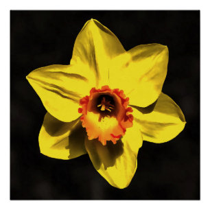 Blume von Graugelb-affodil Poster