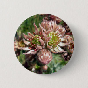Blume von Hennen und Küken (Sempervivum) Button