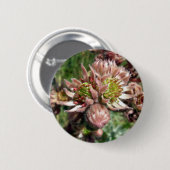 Blume von Hennen und Küken (Sempervivum) Button (Vorne & Hinten)