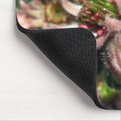 Blume von Hennen und Küken (Sempervivum) Mousepad (Ecke)