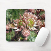 Blume von Hennen und Küken (Sempervivum) Mousepad (Mit Mouse)