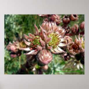 Blume von Hennen und Küken (Sempervivum) Poster