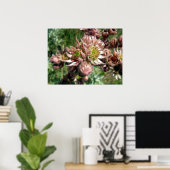 Blume von Hennen und Küken (Sempervivum) Poster (Heimbüro)