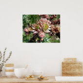 Blume von Hennen und Küken (Sempervivum) Poster (Küche)