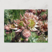 Blume von Hennen und Küken (Sempervivum)